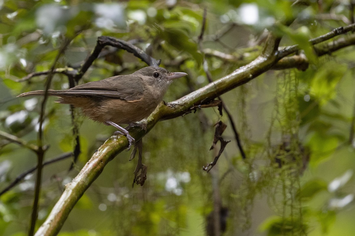 Rufous Shrikethrush - ML278216571
