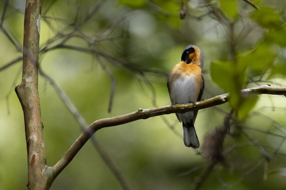 Australian Spectacled Monarch - ML278216631