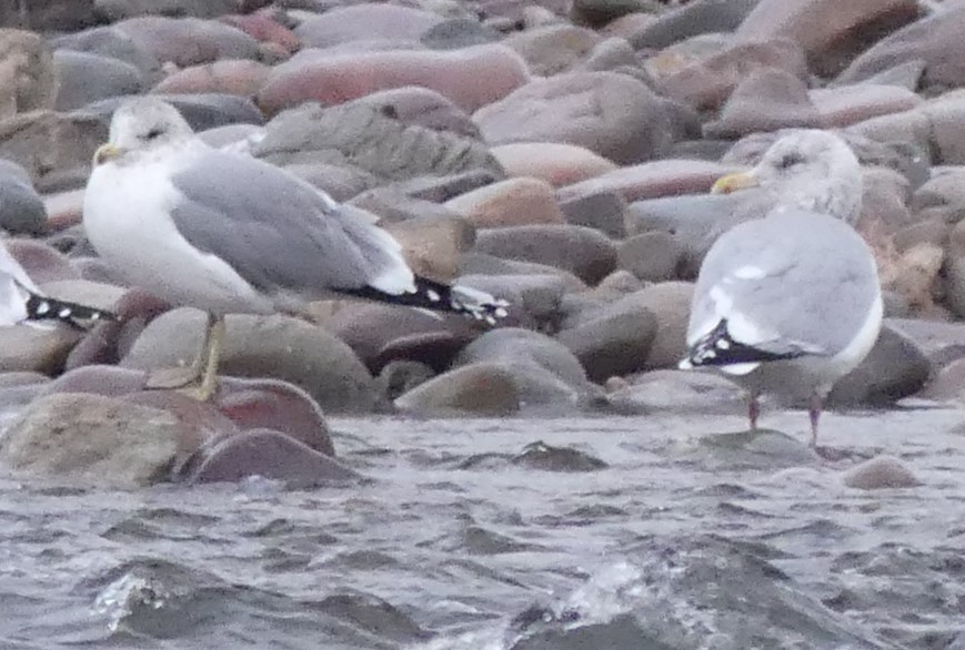 Herring Gull - Zack Schlanger