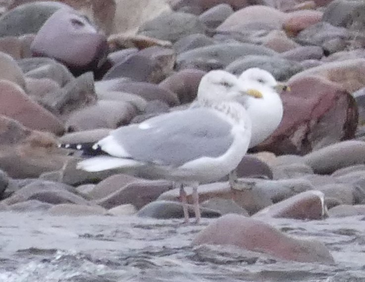 Herring Gull - Zack Schlanger