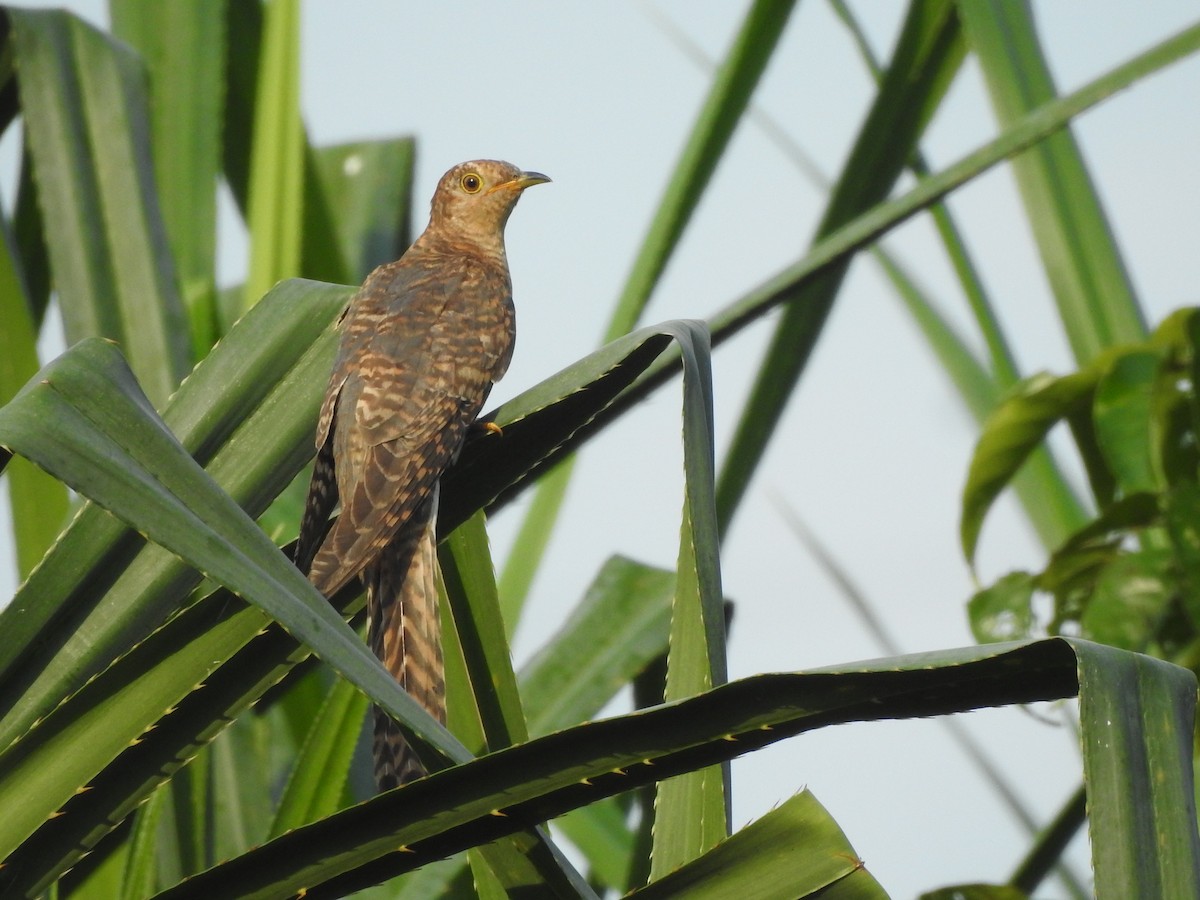 Gray-bellied Cuckoo - ML278223671