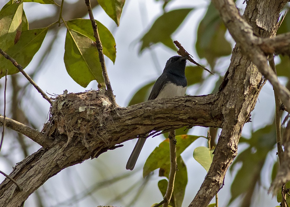 Leaden Flycatcher - Stephen Murray