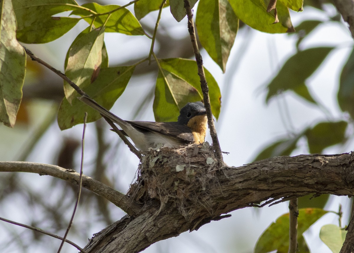 Leaden Flycatcher - Stephen Murray