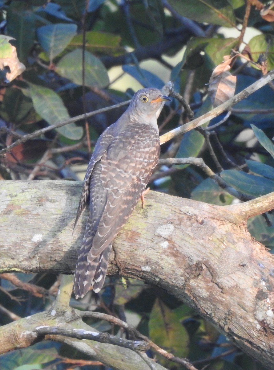 Common Cuckoo - ML278224021