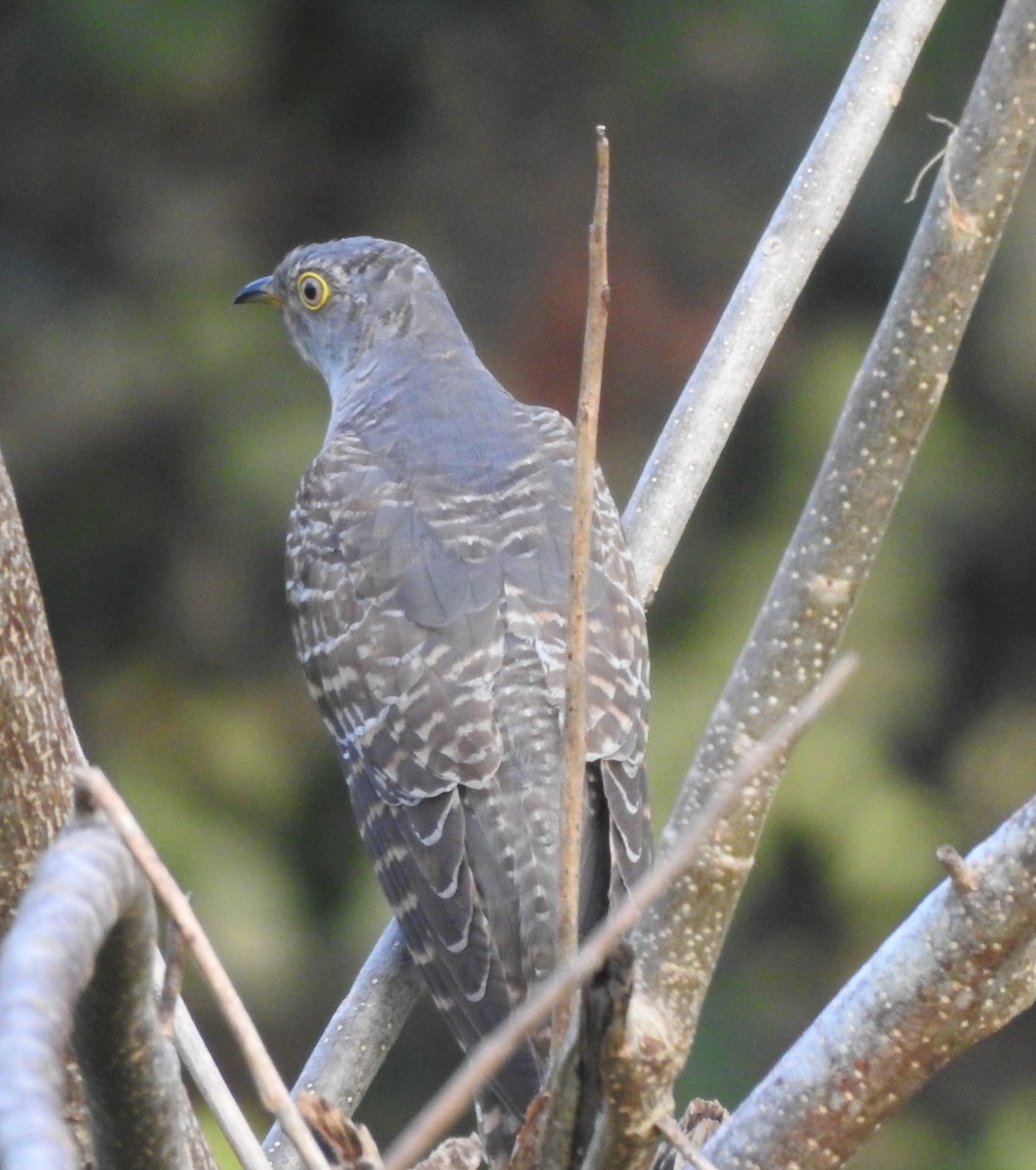 Common Cuckoo - ML278224051