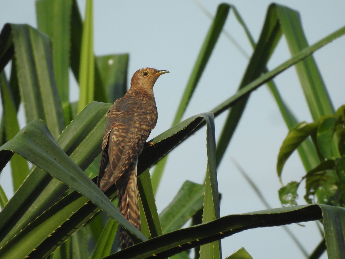 Gray-bellied Cuckoo - ML278224101