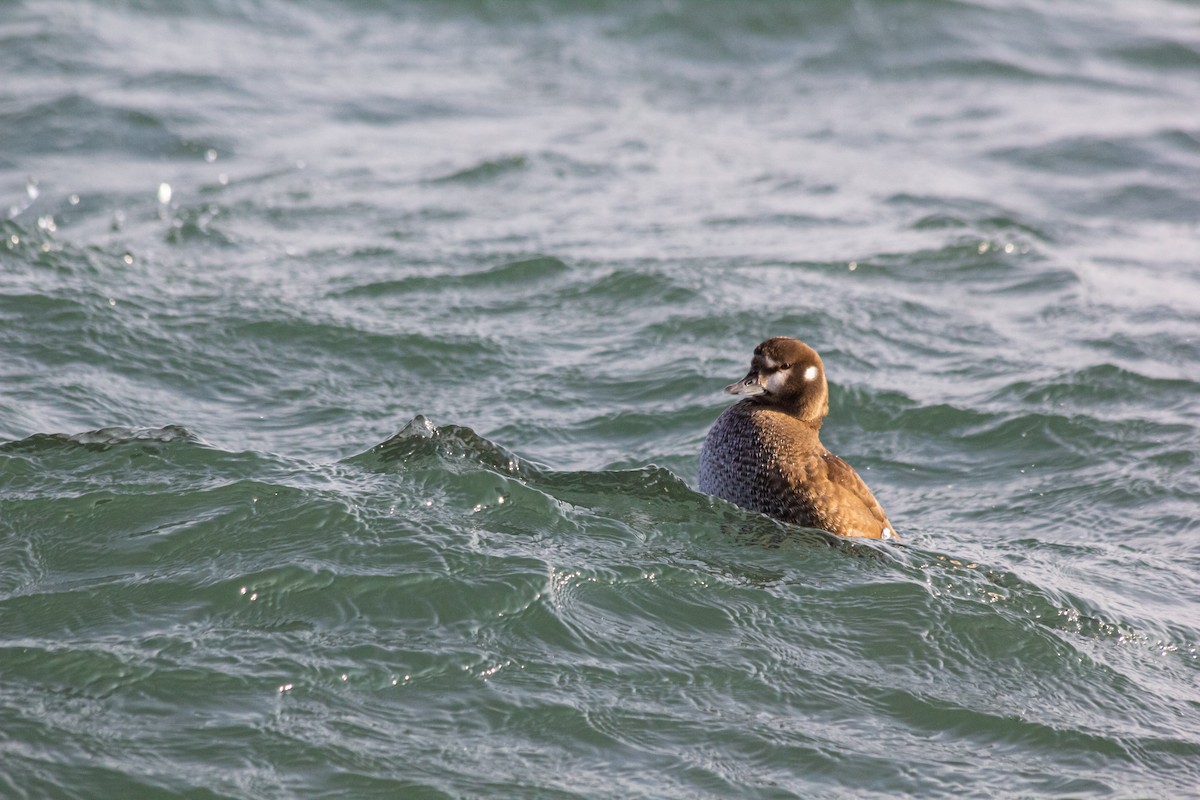 Harlequin Duck - ML278224331