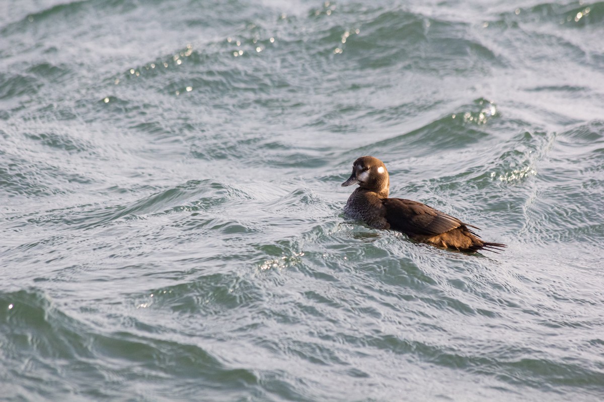 Harlequin Duck - ML278224541