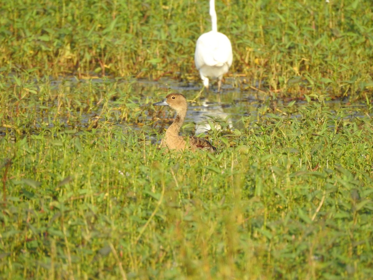 Lesser Whistling-Duck - ML278224621