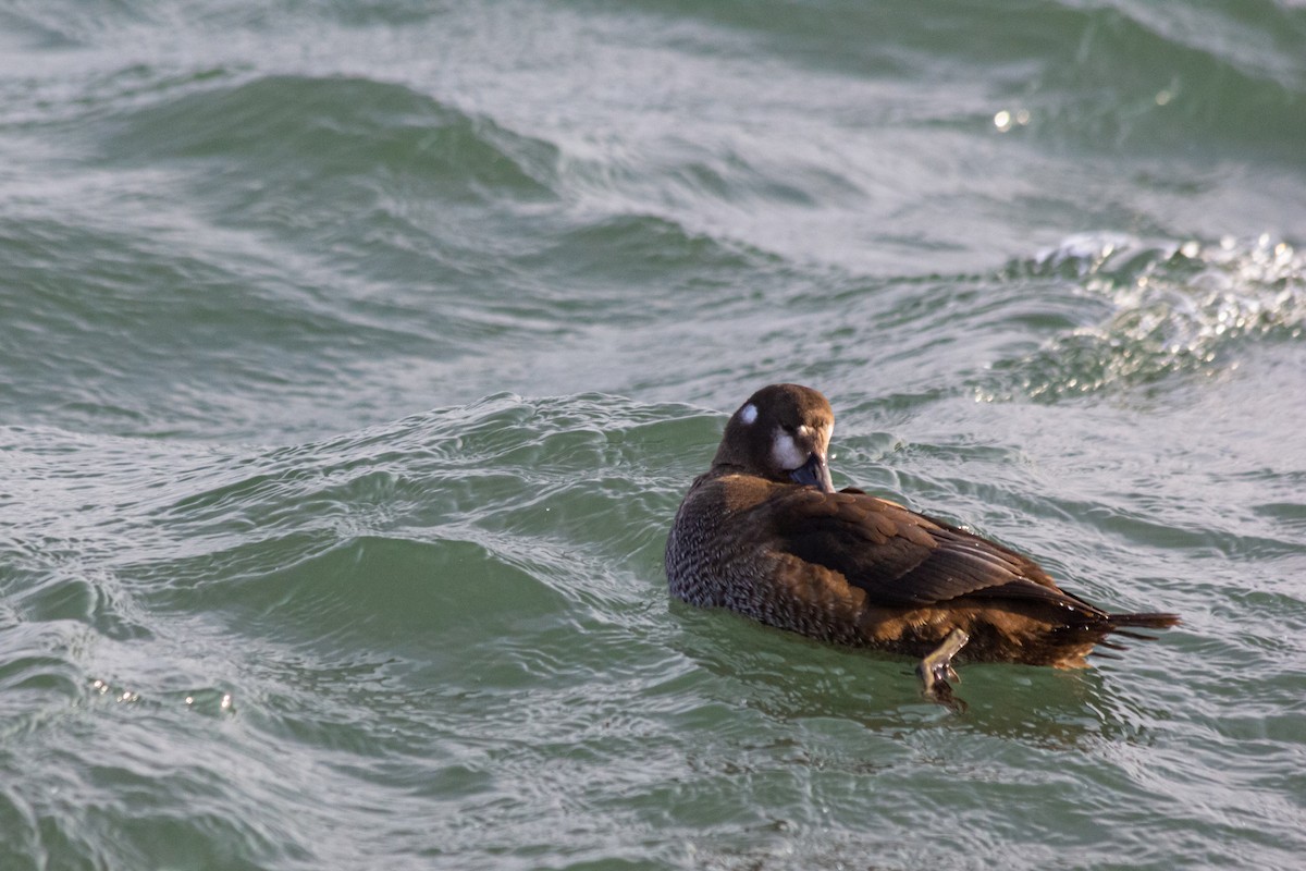 Harlequin Duck - ML278224911