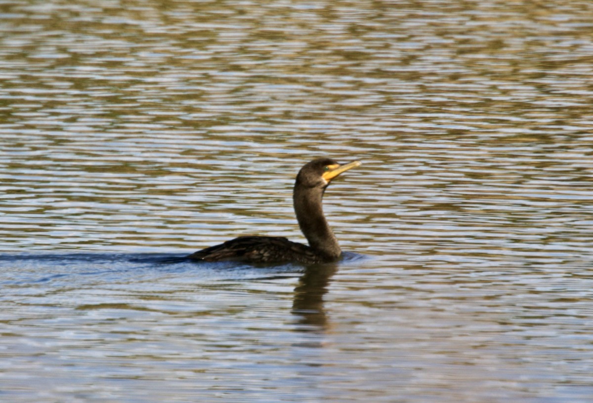 Double-crested Cormorant - ML278225531