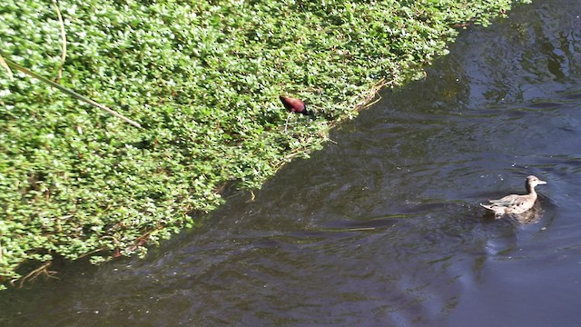 Jacana Centroamericana - ML278225561