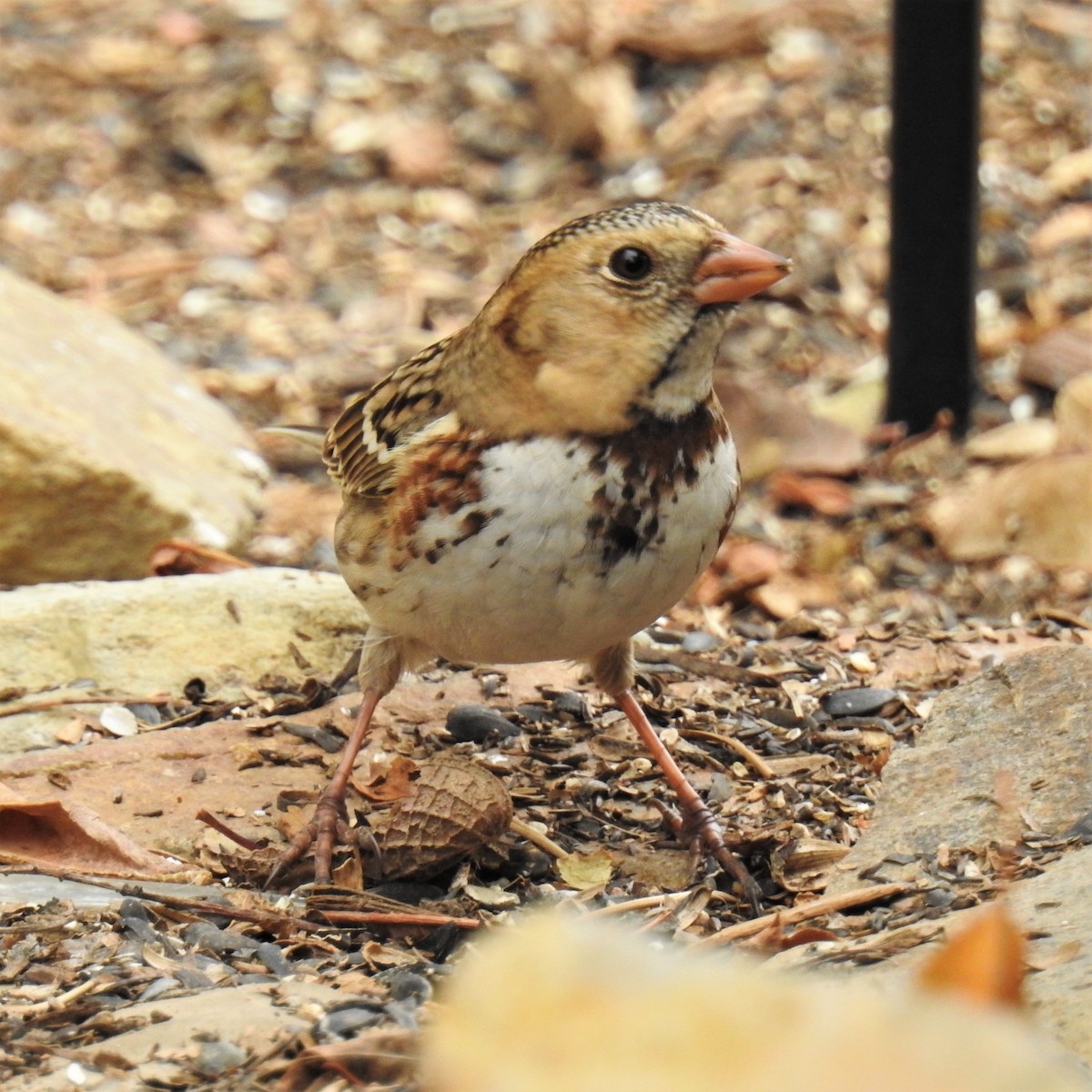 Harris's Sparrow - ML278225971