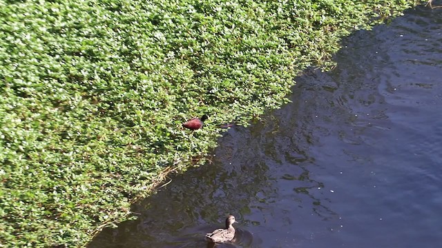 Northern Jacana - ML278226081