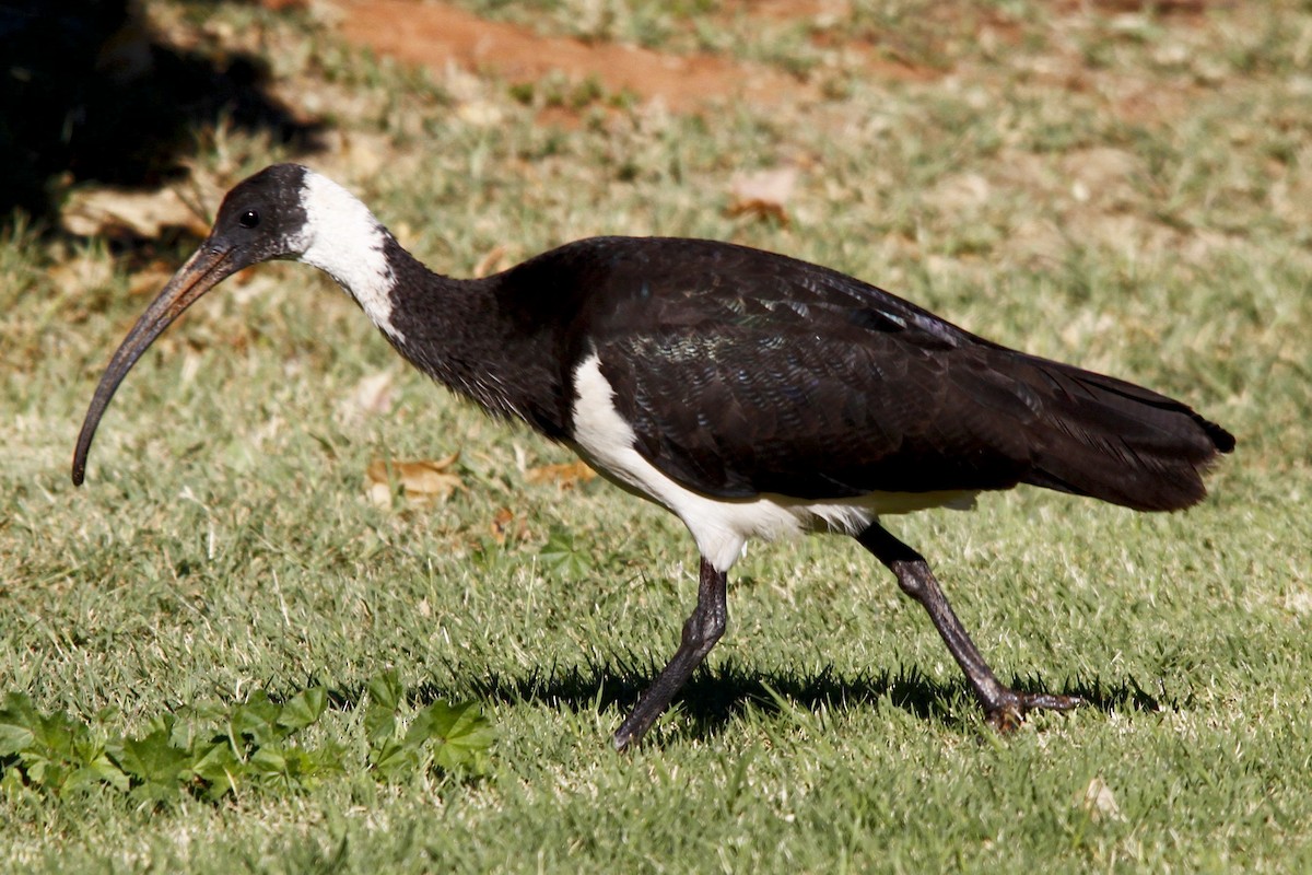 Straw-necked Ibis - ML27822621