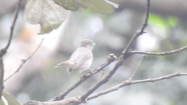 Rusty-tailed Flycatcher - ML278226741