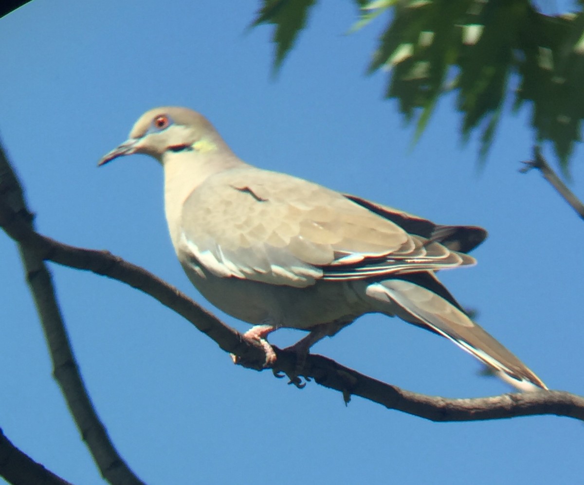 White-winged Dove - Ryan Anderson