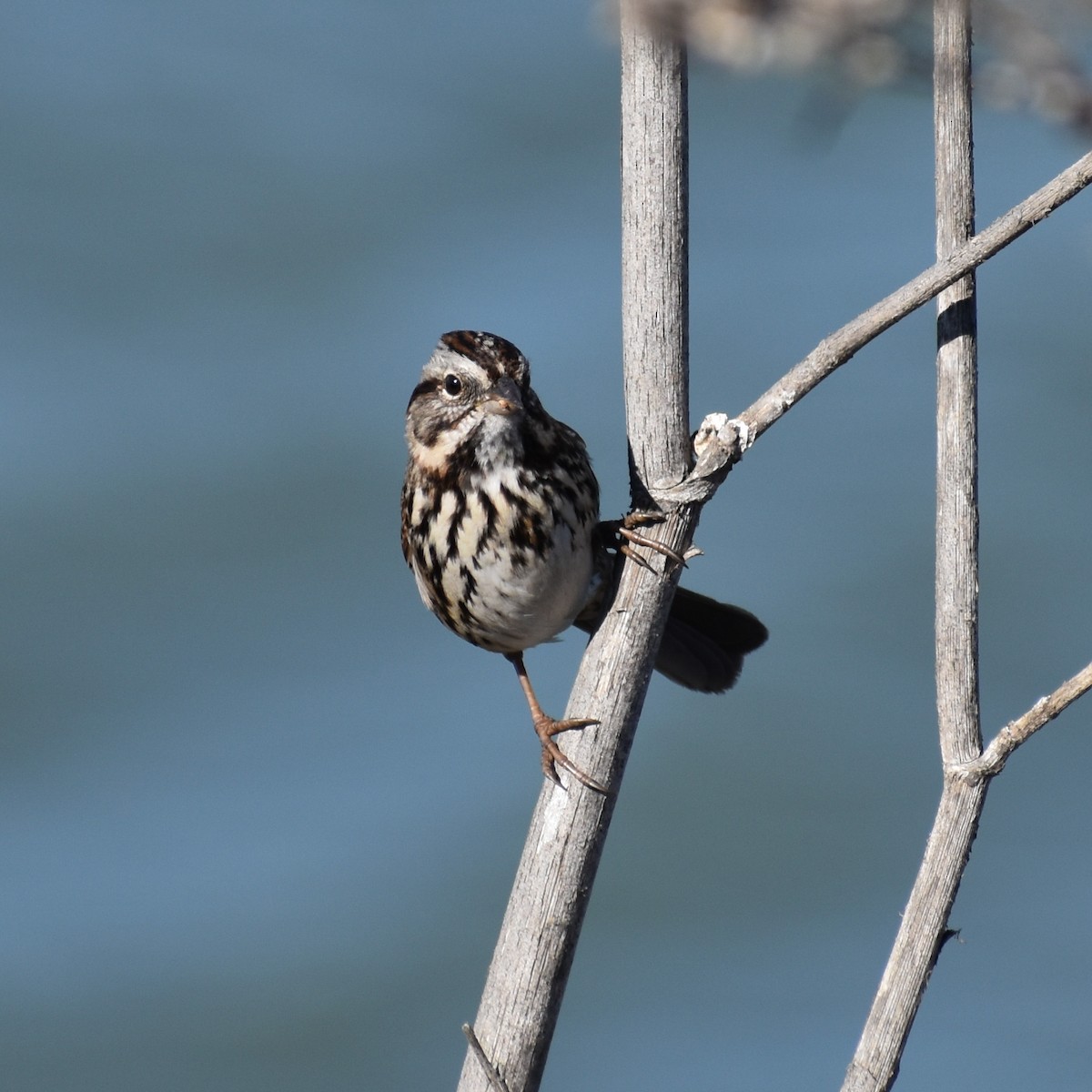 Song Sparrow - ML278228001