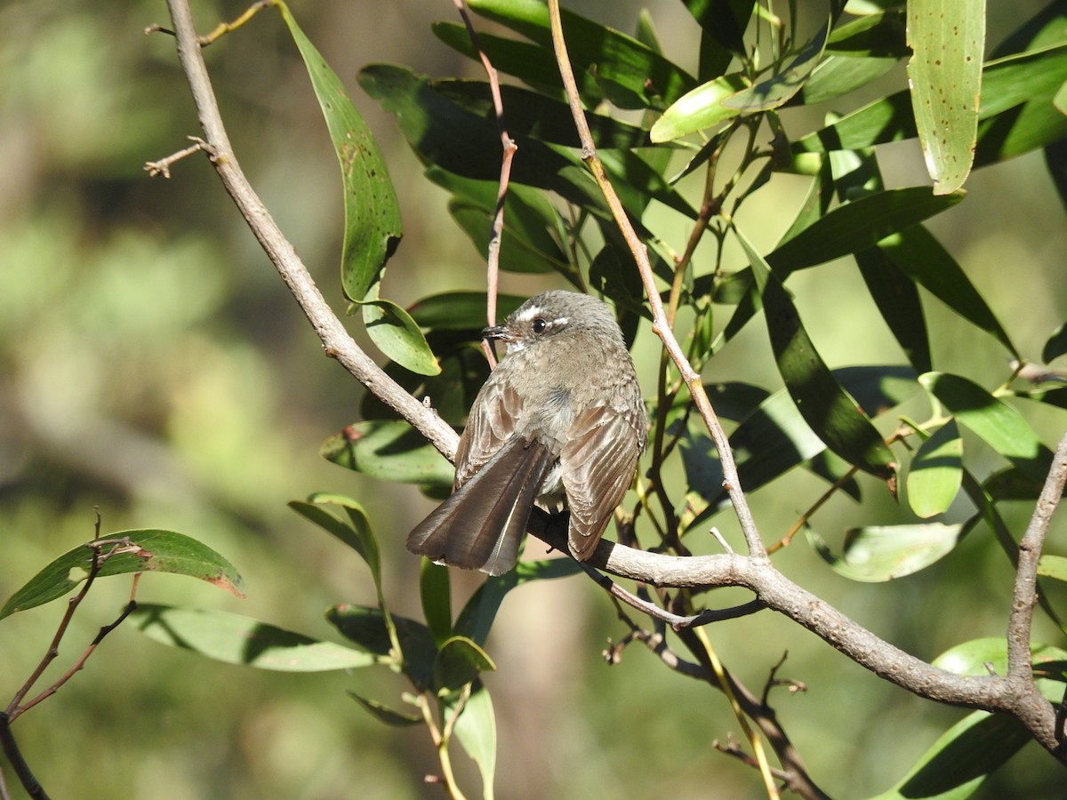 Gray Fantail - George Vaughan