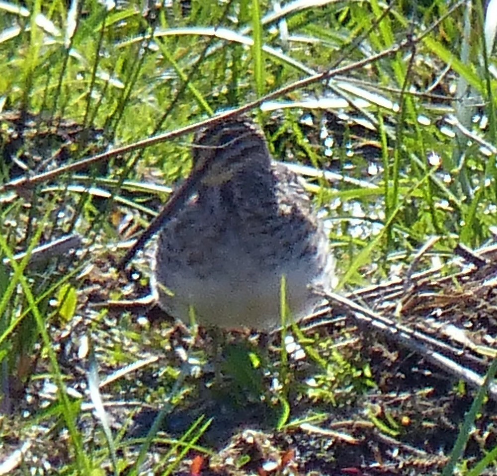 Wilson's Snipe - ML27822931