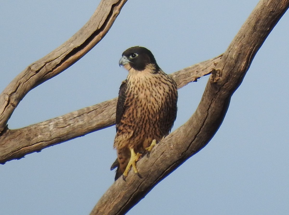 Peregrine Falcon - ML278229521