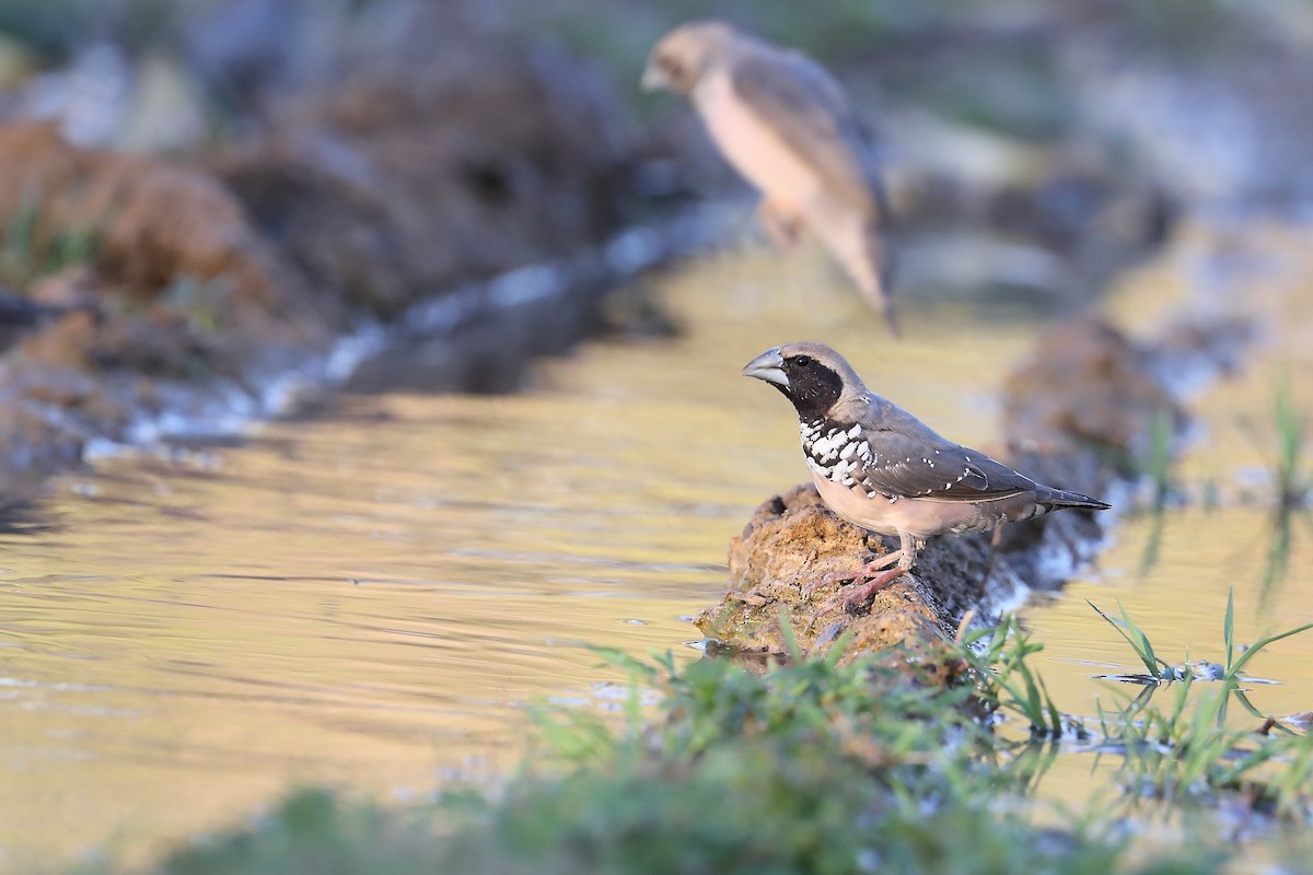 Pictorella Munia - Marc Gardner