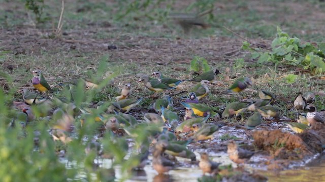 Gouldian Finch - ML278230521