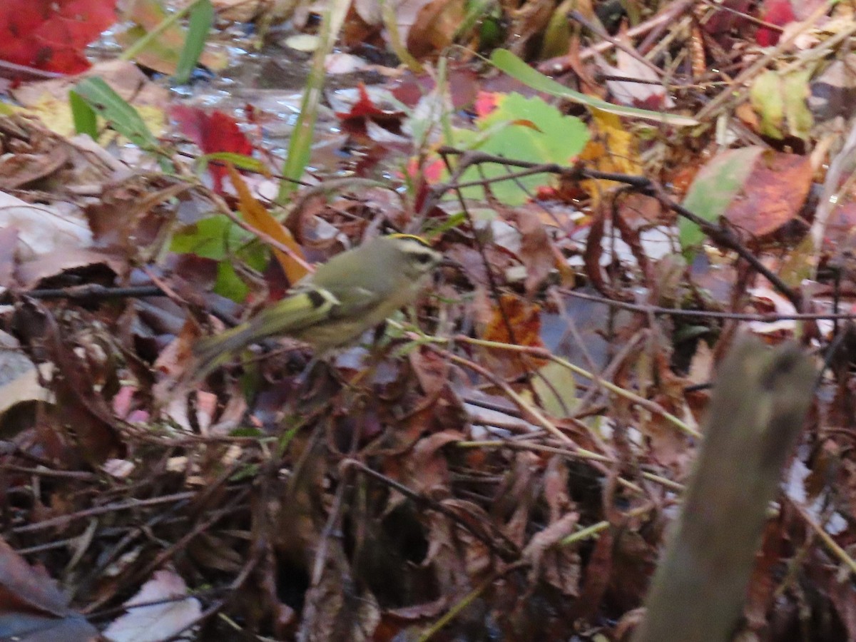 Golden-crowned Kinglet - ML278230851