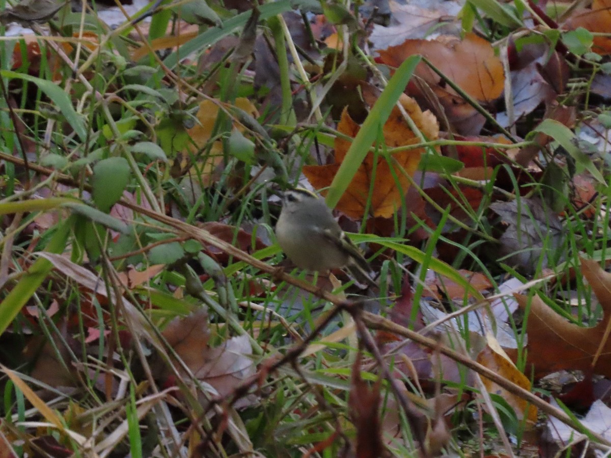 Golden-crowned Kinglet - ML278230871