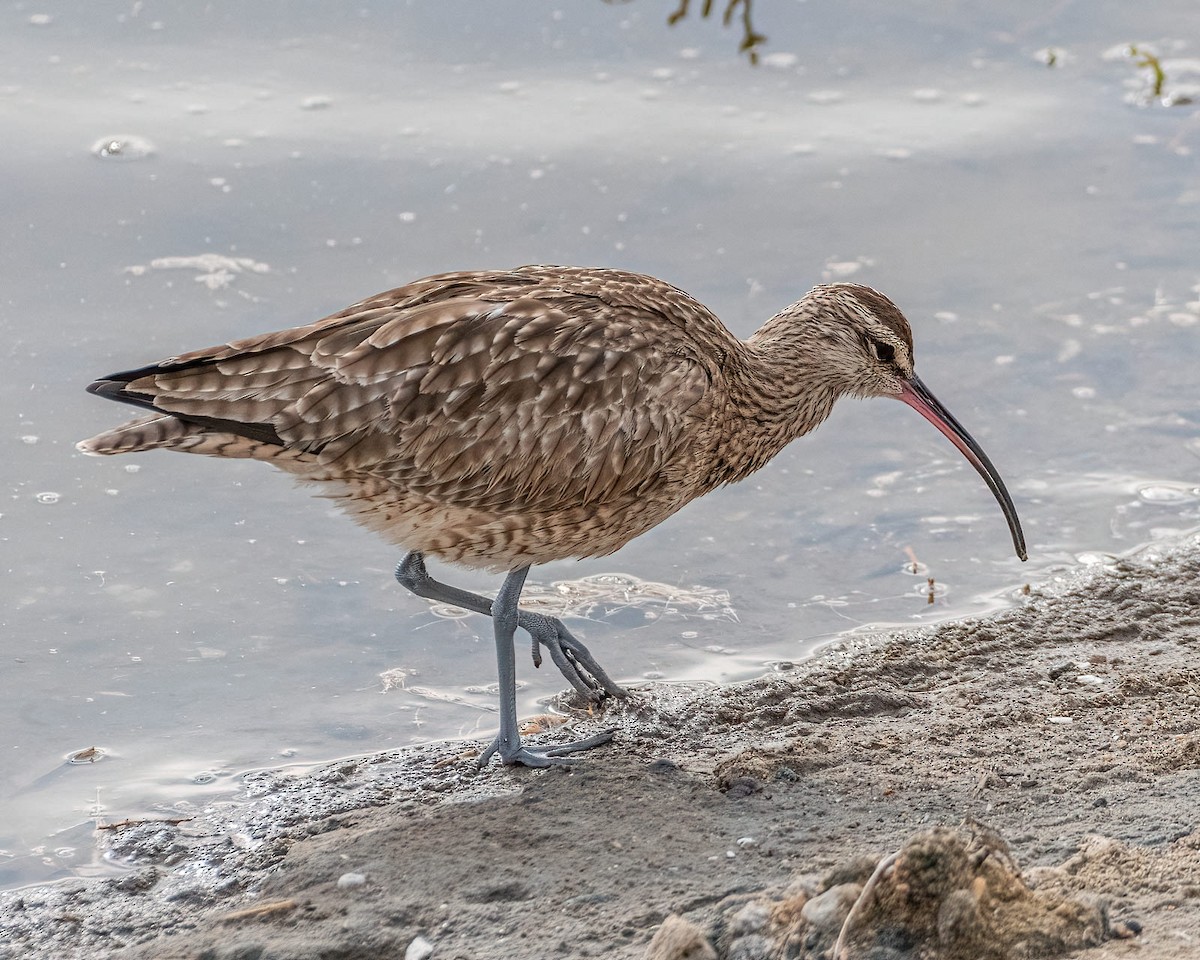 Whimbrel - ML278230951