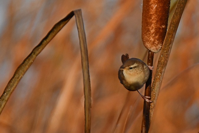 Eurasian Wren - ML278231491