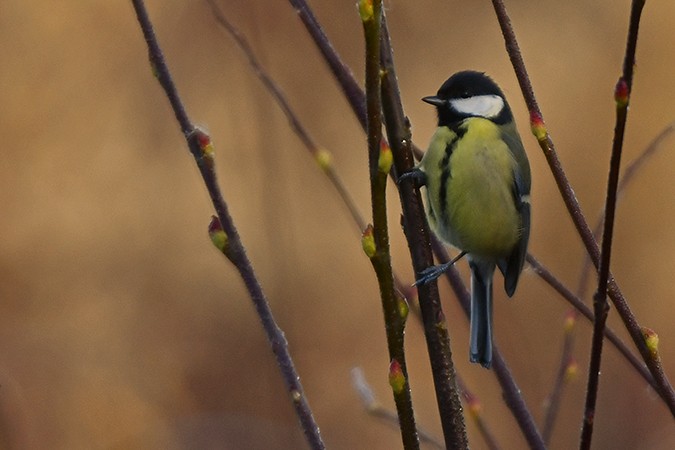 Great Tit - ML278231701