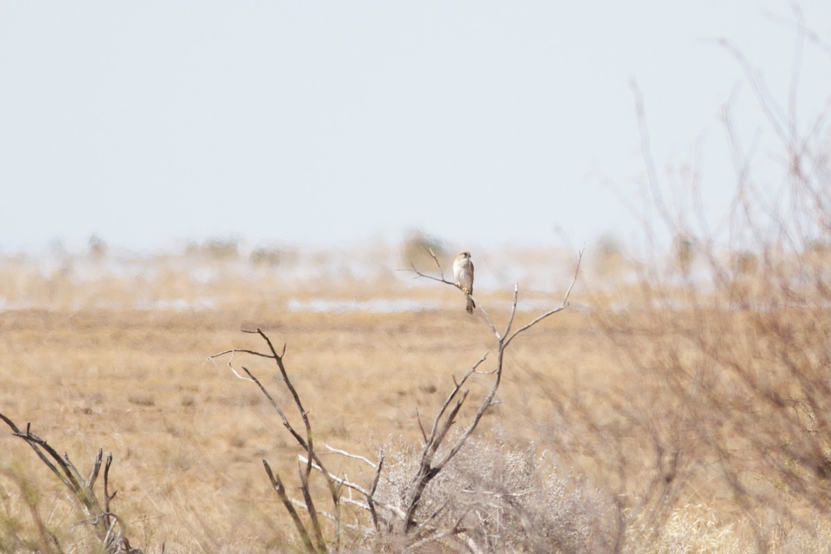 Nankeen Kestrel - ML278232261