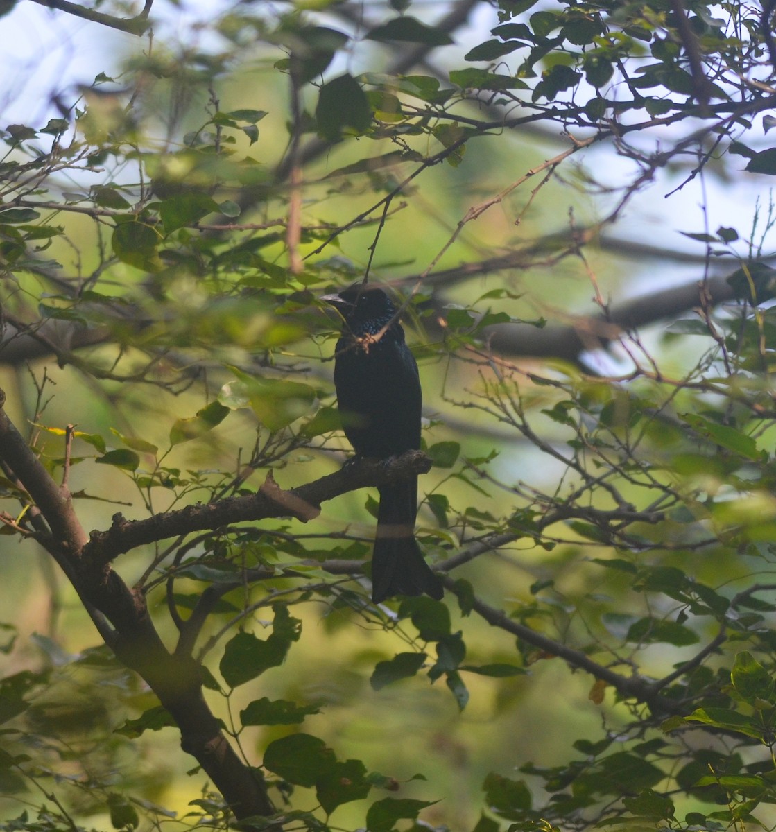 Hair-crested Drongo - ML278232381
