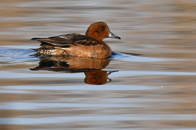 Eurasian Wigeon - ML278232781