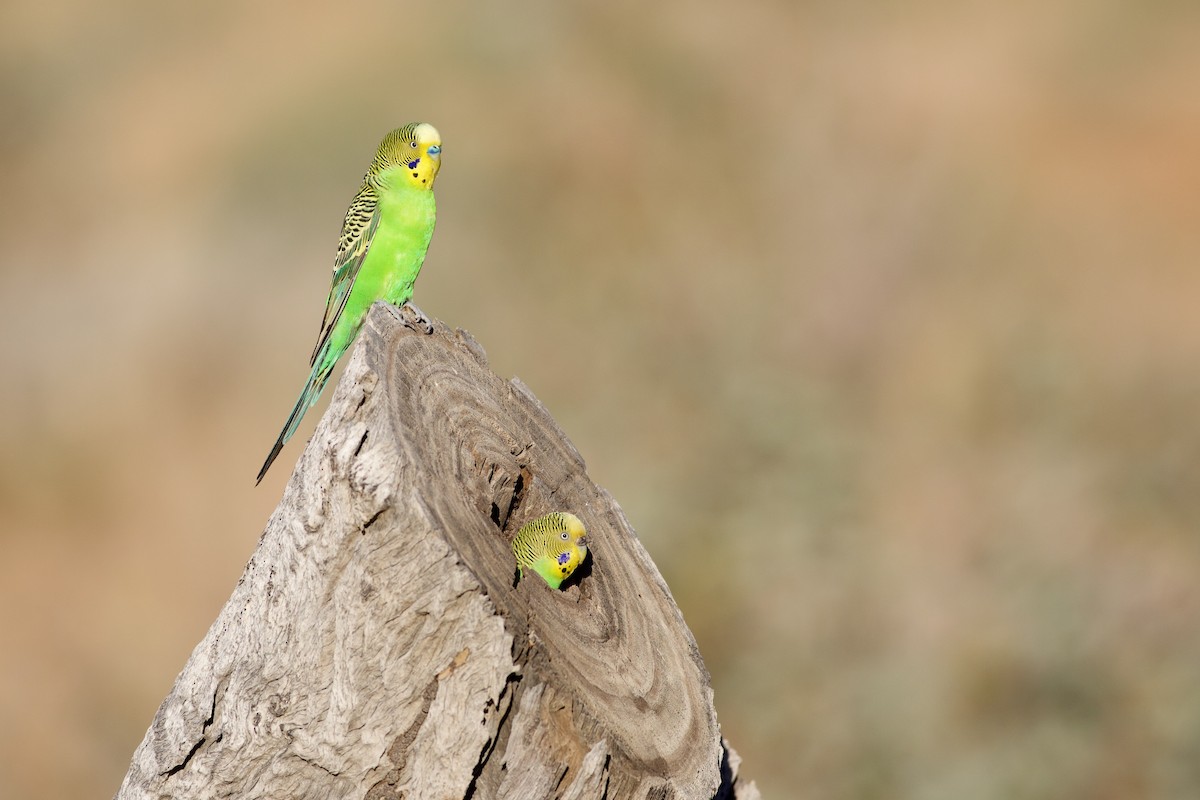 Budgerigar - ML278234521