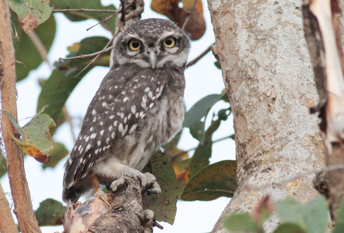 Spotted Owlet - ML278234861