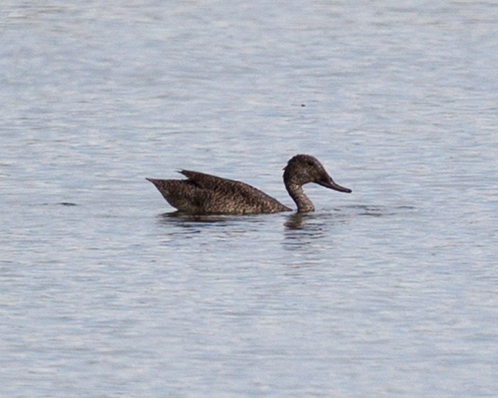 Freckled Duck - Mat Gilfedder