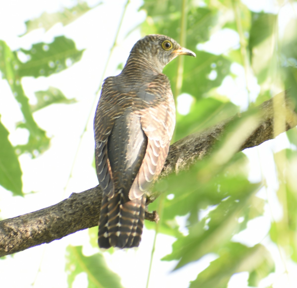 Common Cuckoo - ML278237131