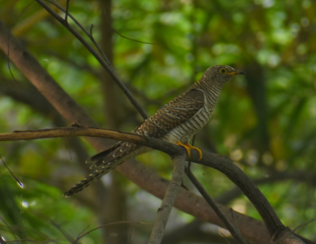 Common Cuckoo - ML278237151