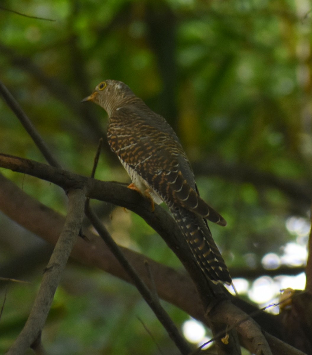 Common Cuckoo - ML278237181