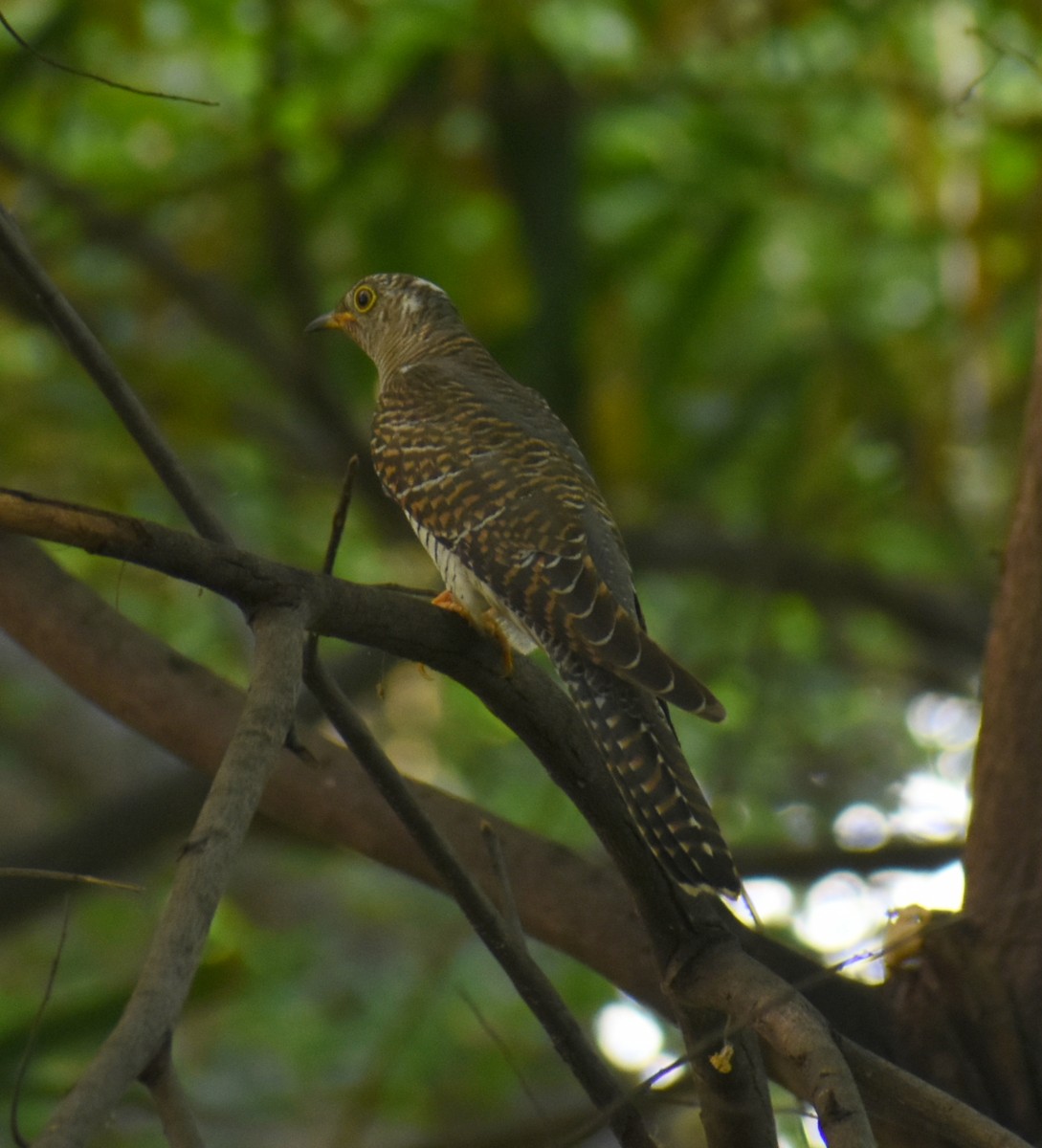 Common Cuckoo - ML278237201