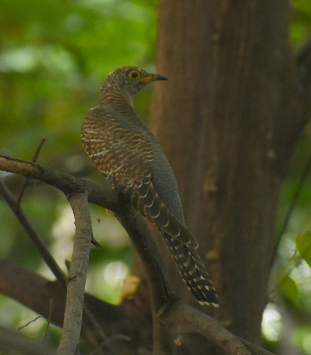 Common Cuckoo - ML278237221