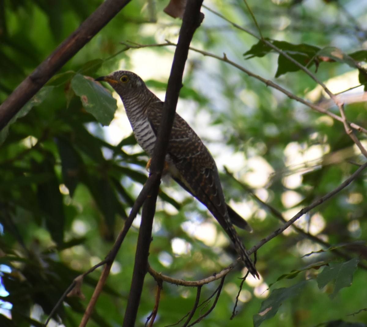 Common Cuckoo - ML278237251