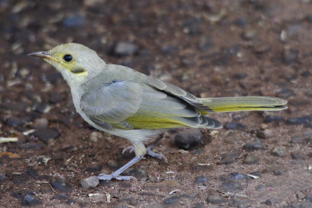 Yellow-tinted Honeyeater - Alan Atkinson