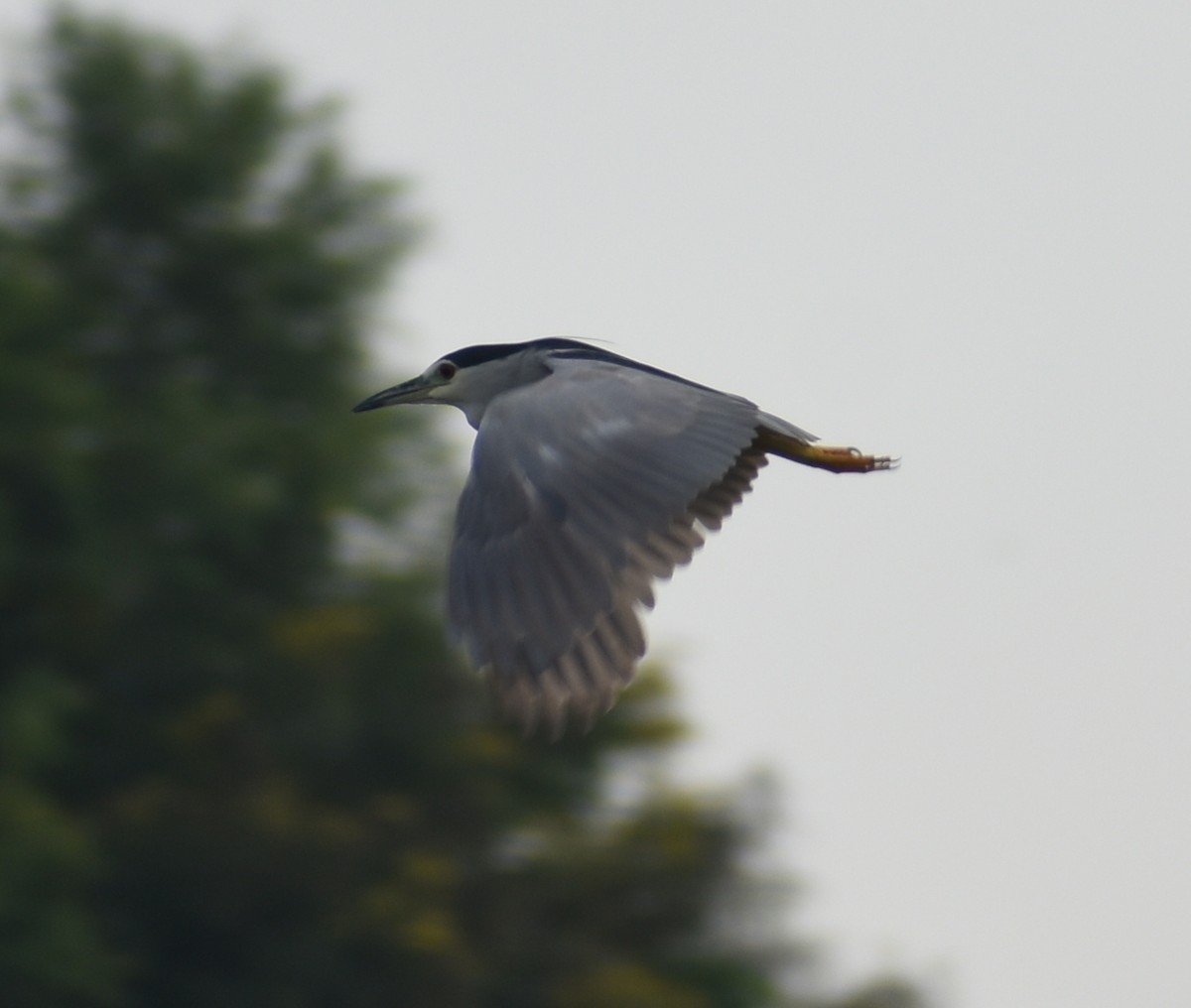 Black-crowned Night Heron - ML278237661