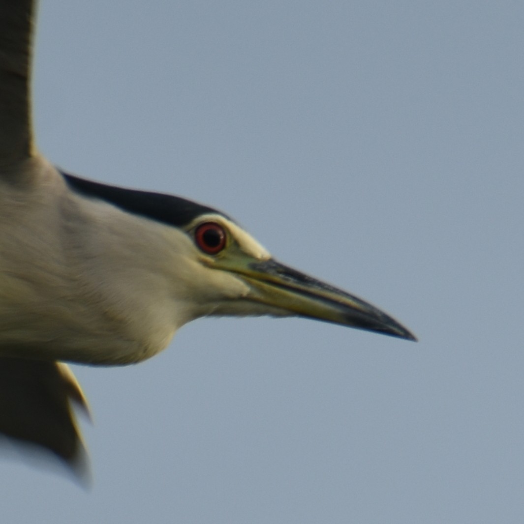 Black-crowned Night Heron - ML278237681