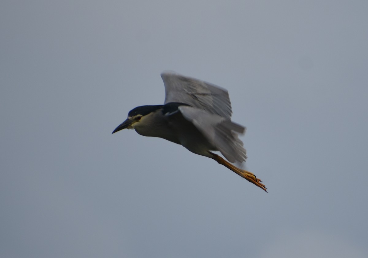 Black-crowned Night Heron - Angeline Mano M