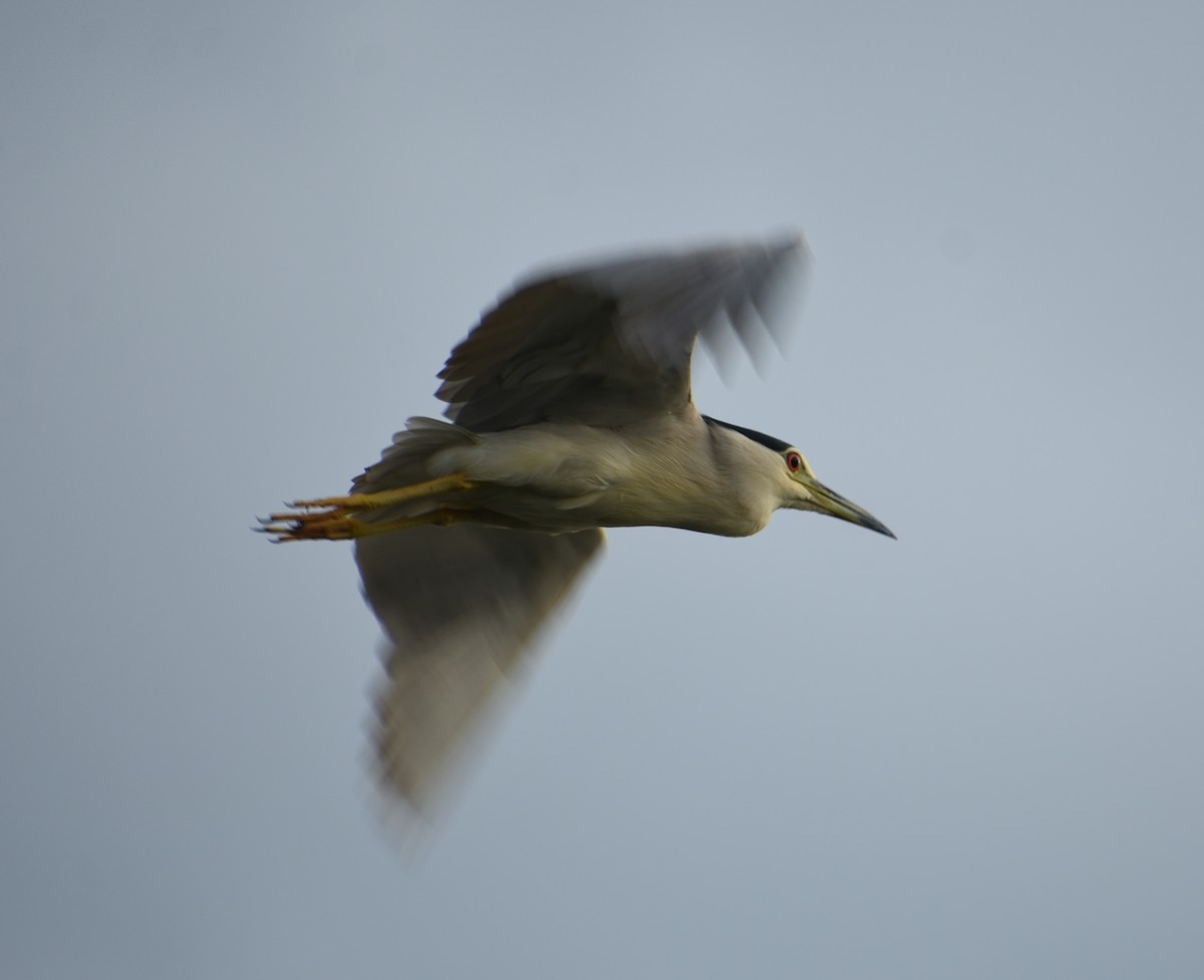 Black-crowned Night Heron - ML278237731