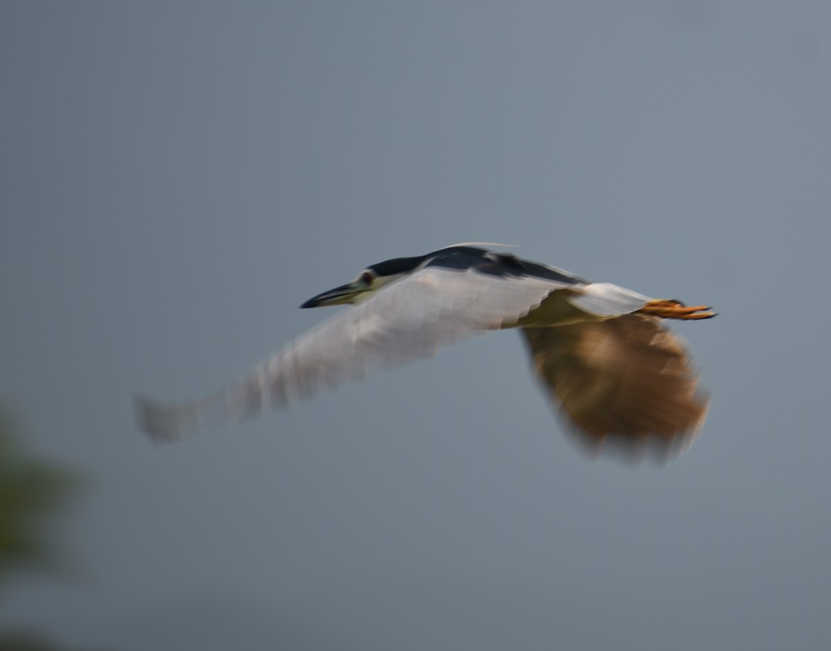 Black-crowned Night Heron - ML278237761